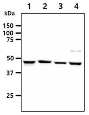 Western Blot: SHMT1 Antibody (AT26E5) [NBP2-59437] - Lane 1: A549 cell lysates, Lane 2: HeLa cell lysates, Lane 3: NIH-3T3 cell lysates, Lane 4: LnCaP cell lysates