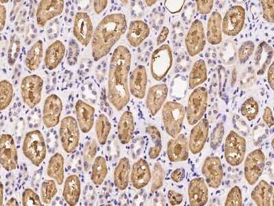 Immunohistochemistry-Paraffin: SHMT1 Antibody [NBP2-97303] - Immunochemical staining of human SHMT1 in human kidney with rabbit polyclonal antibody at 1:100 dilution, formalin-fixed paraffin embedded sections.