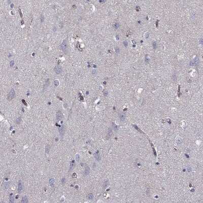 Immunohistochemistry-Paraffin: SHMT1 Antibody [NBP3-17022] - Staining of human cerebral cortex shows low expression as expected.