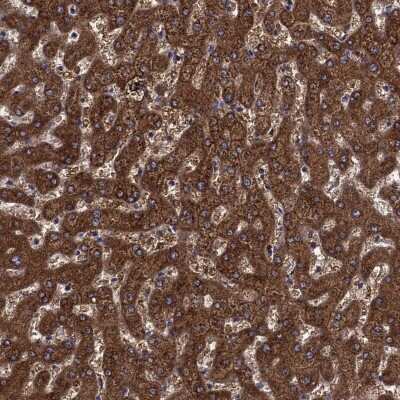 Immunohistochemistry-Paraffin: SHMT1 Antibody [NBP3-17022] - Staining of human liver shows high expression.