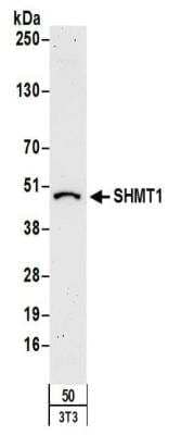 Western Blot SHMT1 Antibody