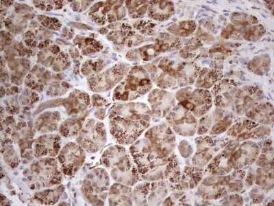 Immunohistochemistry: SHMT2 Antibody (3E9) [NBP2-45826] - Analysis of Human pancreas tissue. (Heat-induced epitope retrieval by 1mM EDTA in 10mM Tris buffer (pH8.5) at 120C for 3 min)