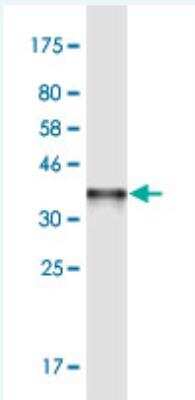 Western Blot: SHMT2 Antibody (5E7) [H00006472-M04-100ug] - Detection against Immunogen (37.07 KDa) .