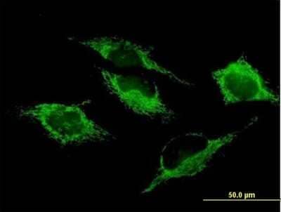 Immunocytochemistry/Immunofluorescence: SHMT2 Antibody [H00006472-B01P] - Analysis of purified antibody to SHMT2 on HeLa cell. (antibody concentration 10 ug/ml)