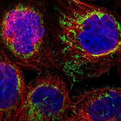 Immunocytochemistry/Immunofluorescence: SHMT2 Antibody [NBP1-80754] - Staining of human cell line A-431 shows localization to mitochondria. Antibody staining is shown in green.