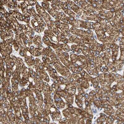 Immunohistochemistry-Paraffin: SHMT2 Antibody [NBP1-80754] - Staining of human liver shows moderate granular cytoplasmic positivity in hepatocytes.