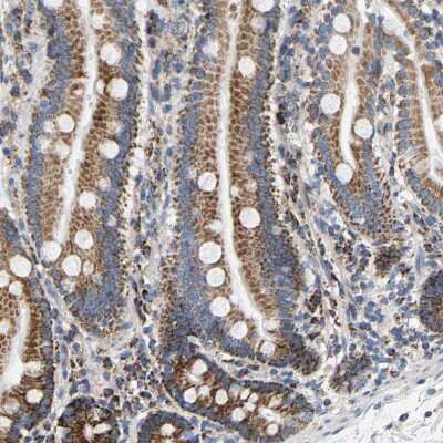 Immunohistochemistry-Paraffin: SHMT2 Antibody [NBP1-80754] - Staining of human duodenum shows moderate granular cytoplasmic positivity in glandular cells.