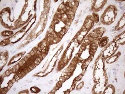 Immunohistochemistry: SHMT2 Antibody (OTI3E9) - Azide and BSA Free [NBP2-74171] - Analysis of Human Kidney tissue. (Heat-induced epitope retrieval by 1mM EDTA in 10mM Tris buffer (pH8.5) at 120C for 3 min)