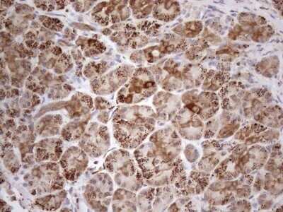 Immunohistochemistry: SHMT2 Antibody (OTI3E9) - Azide and BSA Free [NBP2-74171] - Analysis of Human pancreas tissue. (Heat-induced epitope retrieval by 1mM EDTA in 10mM Tris buffer (pH8.5) at 120C for 3 min)