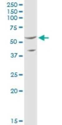 Western Blot: SHMT2 Antibody [H00006472-B01P] - Analysis of SHMT2 expression in HeLa.