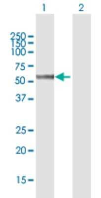 Western Blot: SHMT2 Antibody [H00006472-B01P] - Analysis of SHMT2 expression in transfected 293T cell line by SHMT2 polyclonal antibody.  Lane 1: SHMT2 transfected lysate(55.44 KDa). Lane 2: Non-transfected lysate.