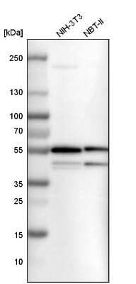 Western Blot: SHMT2 Antibody [NBP1-80755] - Analysis in mouse cell line NIH-3T3 and rat cell line NBT-II.