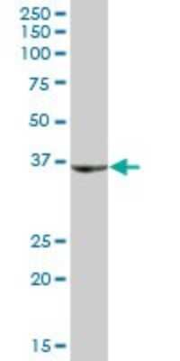 Western Blot: SHOX Antibody [H00006473-B01P] - Analysis of SHOX expression in human liver.