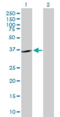 Western Blot: SHOX2 Antibody [H00006474-B01P] - Analysis of SHOX2 expression in transfected 293T cell line by SHOX2 polyclonal antibody.  Lane 1: SHOX2 transfected lysate(39.05 KDa). Lane 2: Non-transfected lysate.