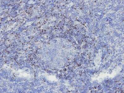 Immunohistochemistry-Paraffin: SHP-1 Antibody (B5-A4) [NBP2-67086] - Analysis of paraffin-embedded human tonsil tissue using anti- SHP1 Mouse mAb.