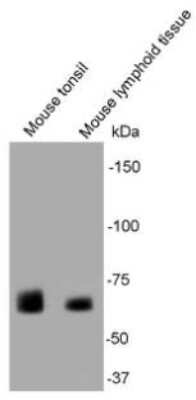 Western Blot: SHP-1 Antibody (B5-A4) [NBP2-67086] - Analysis on different tissue lysate using anti- SHP1 mouse mAb.