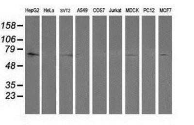 Western Blot: SHP-2/PTPN11 Antibody (OTI3F2) - Azide and BSA Free [NBP2-74173] - Analysis of extracts (35ug) from 9 different cell lines by using anti-PTPN11/SHP2 monoclonal antibody.