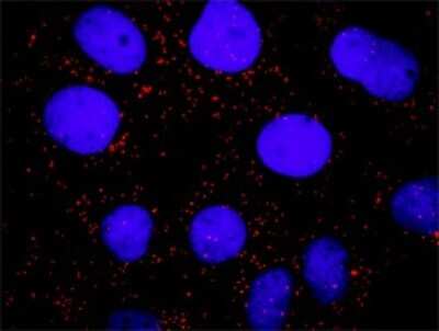 Proximity Ligation Assay: SHP-2/PTPN11 Antibody [H00005781-B02P] - Analysis of protein-protein interactions between FLT1 and PTPN11. Huh7 cells were stained with anti-FLT1 rabbit purified polyclonal 1:600 and anti-PTPN11 mouse purified polyclonal antibody 1:100. Each red dot represents the detection of protein-protein in