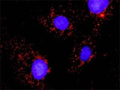 Proximity Ligation Assay: SHP-2/PTPN11 Antibody [H00005781-B02P] - Analysis of protein-protein interactions between CRKL and PTPN11. Mahlavu cells were stained with anti-CRKL rabbit purified polyclonal 1:600 and anti-PTPN11 mouse purified polyclonal antibody 1:100. Each red dot represents the detection of protein-protein