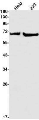 Western Blot: SHP-2/PTPN11 Antibody (S08-3G2) [NBP3-19502] - Western blot detection of SHP-2/PTPN11 in Hela, 293 cell lysates using NBP3-19502 (1:1000 diluted). Predicted band size: 68kDa. Observed band size: 68kDa.