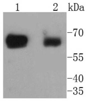 Western Blot: SHP-2/PTPN11 Antibody (SN72-02) [NBP2-67672] - Analysis of SHP2 on different lysates using anti-SHP2 antibody at 1/1,000 dilution. Positive control: Lane 1: Jurkat Lane 2: Hela