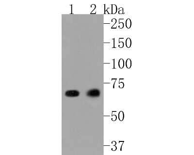 Western Blot: SHP-2/PTPN11 Antibody (SN72-02) [NBP2-67672] - Western blot analysis of SHP-2/PTPN11 on different lysates. Proteins were transferred to a PVDF membrane and blocked with 5% BSA in PBS for 1 hour at room temperature. The primary antibody (1/500) was used in 5% BSA at room temperature for 2 hours. Goat A