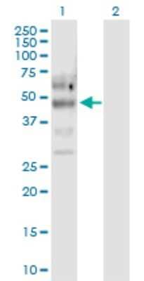 Western Blot: SHP-2/PTPN11 Antibody [H00005781-D01P] - Analysis of PTPN11 expression in transfected 293T cell line by PTPN11 polyclonal antibody.Lane 1: PTPN11 transfected lysate(52.80 KDa).Lane 2: Non-transfected lysate.