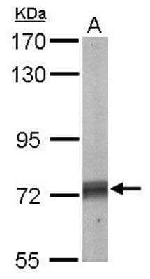 Western Blot: SHP-2/PTPN11 Antibody [NBP1-33064] - Sample (50 ug of whole cell lysate) A: Mouse brain 7. 5% SDS PAGE, antibody diluted at 1:500.