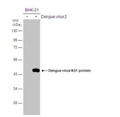 Western Blot: SHP-2/PTPN11 Antibody [NBP2-42920] - Non-infected (-) and infected (+) BHK-21 whole cell extracts (15 ug) were separated by 10% SDS-PAGE, and the membrane was blotted with Dengue virus NS1 protein antibody diluted at 1:1000.