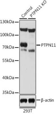 Western Blot: SHP-2/PTPN11 Antibody [NBP3-03486] - Analysis of extracts from normal (control) and PTPN11 knockout (KO) 293T cells, using SHP-2/PTPN11 antibody at 1:1000 dilution. Secondary antibody: HRP Goat Anti-Rabbit IgG (H+L) at 1:10000 dilution. Lysates/proteins: 25ug per lane. Blocking buffer: 3% nonfat dry milk in TBST.