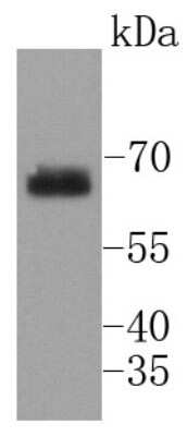 Western Blot: SHP-2/PTPN11 [p Tyr542] Antibody (SN61-01) [NBP2-67658] - Analysis of phospho -SHP2(Y542) on NIH/3T3 lysates using anti- phospho -SHP2(Y542) antibody at 1/1,000 dilution.