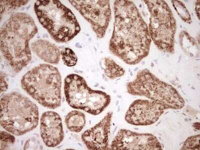 Immunohistochemistry: SHP/NR0B2/Nuclear Receptor SHP Antibody (7B5) [NBP2-46522] - Analysis of Human Kidney tissue. (Heat-induced epitope retrieval by Tris-EDTA, pH8.0)