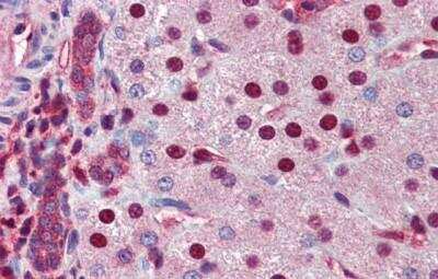 Immunohistochemistry-Paraffin: SHP/NR0B2/Nuclear Receptor SHP Antibody [NBP1-52817] - Human Liver cell Tissue, antibody concentration 5 ug/ml.