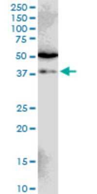 Western Blot: SIAH1 Antibody (2C5) [H00006477-M02] - SIAH1 monoclonal antibody (M02), clone 2C5. Analysis of SIAH1 expression in Jurkat.
