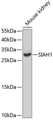 Western Blot SIAH1 Antibody - BSA Free