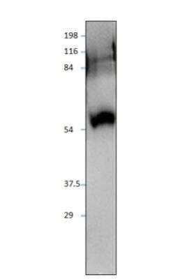 Western Blot: SIDT1 Antibody [NBP3-12496] - 1:500 antibody in DiluObuffer.
