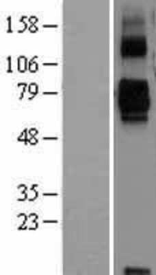 Western Blot: SIGLEC11 Overexpression Lysate (Adult Normal) [NBL1-15958] Left-Empty vector transfected control cell lysate (HEK293 cell lysate); Right -Over-expression Lysate for SIGLEC11.