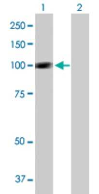 Western Blot: SIK1/Snf1lk Antibody [H00150094-B01P] - Analysis of SIK1 expression in transfected 293T cell line by SIK1 polyclonal antibody.  Lane 1: SNF1LK transfected lysate(86.13 KDa). Lane 2: Non-transfected lysate.