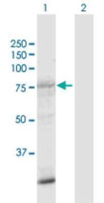 Western Blot SIK1/Snf1lk Antibody