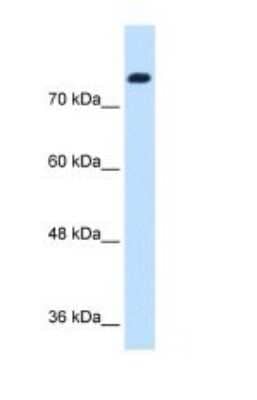 Western Blot: SIK1/Snf1lk Antibody [NBP1-53156] - Titration: 1.25ug/ml Positive Control: Jurkat cell lysate.