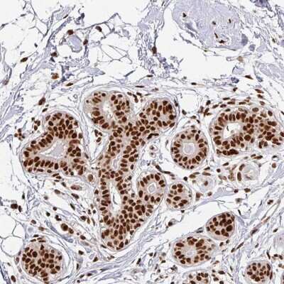 Immunohistochemistry-Paraffin: SIK3 Antibody [NBP2-47277] - Staining of human breast shows strong nuclear positivity in glandular cells.