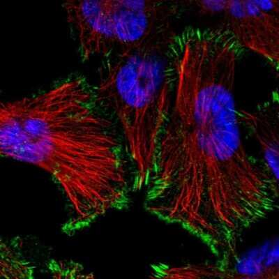 Immunocytochemistry/ Immunofluorescence SIKE1 Antibody