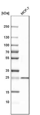 Western Blot: SIKE1 Antibody [NBP1-82152] - Analysis in human cell line MCF-7.