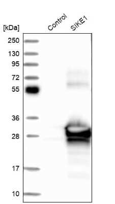 Western Blot SIKE1 Antibody