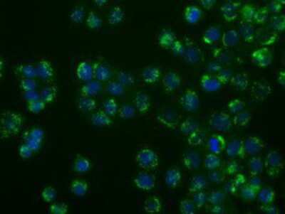 Immunocytochemistry/Immunofluorescence: SIL1 Antibody (3E3) [NBP2-02377] - Immunofluorescent staining of HT29 cells using anti-SIL1 mouse monoclonal antibody.