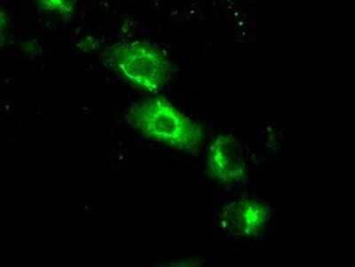 Immunocytochemistry/Immunofluorescence: SIL1 Antibody (3E3) [NBP2-02377] Staining of COS7 cells transiently transfected by pCMV6-ENTRY SIL1.