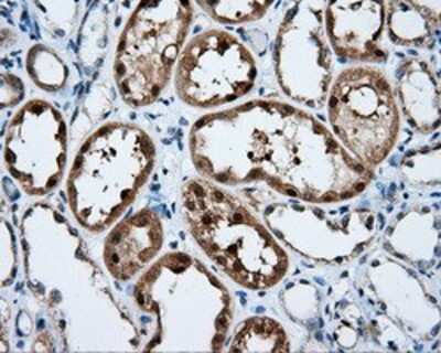 Immunohistochemistry-Paraffin: SIL1 Antibody (3E3) [NBP2-02377] - Staining of paraffin-embedded Kidney tissue using anti-SIL1 mouse monoclonal antibody.