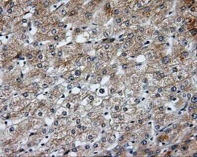 Immunohistochemistry-Paraffin: SIL1 Antibody (3E3) [NBP2-02377] - Staining of paraffin-embedded liver tissue using anti-SIL1 mouse monoclonal antibody.