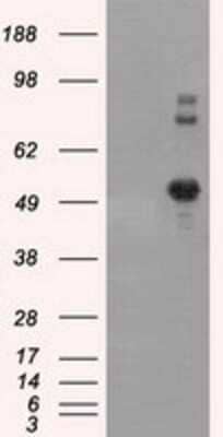 Western Blot: SIL1 Antibody (3E3) [NBP2-02377] - HEK293T cells were transfected with the pCMV6-ENTRY control (Left lane) or pCMV6-ENTRY SIL1 (Right lane) cDNA for 48 hrs and lysed. Equivalent amounts of cell lysates (5 ug per lane) were separated by SDS-PAGE and immunoblotted with anti-SIL1.