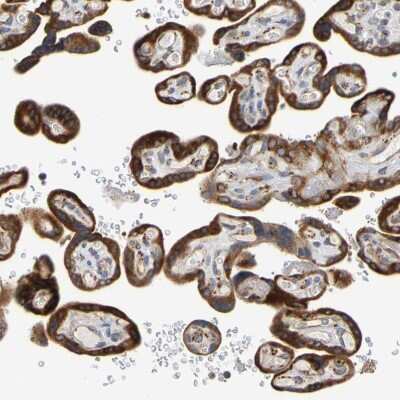 Immunohistochemistry-Paraffin: SIL1 Antibody [NBP1-88713] - Staining of human placenta shows strong  granular cytoplasmic positivity in trophoblastic cells.